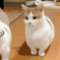 萌宠 猫咪 好奇 呆萌 可爱