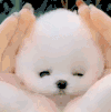 萌宠 狗狗 圆滚滚 呆萌 可爱