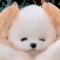 萌宠 狗狗 圆滚滚 呆萌 可爱
