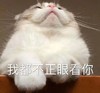 萌宠 猫星人 我都不正眼看你 嫌弃 搞怪 呆萌