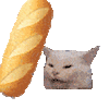 萌宠 猫咪 打 呆萌 可爱