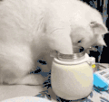 萌宠 猫咪 好奇 呆萌 可爱