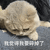 萌宠 猫咪 我觉得我要碎掉了 呆萌 可爱