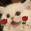 萌宠 猫咪 花 呆萌 可爱