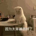 萌宠 猫咪 太笨了 呆萌 可爱