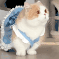 萌宠 猫咪 打你 呆萌 可爱