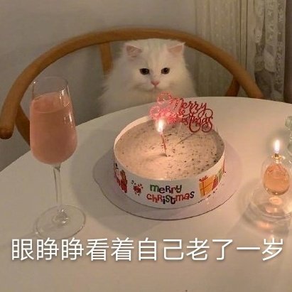 萌宠gif猫星人gif眼睁睁看着自己老了一岁gif生日gif搞怪gif呆萌gif