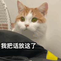 萌宠 猫咪 我把话放这了 呆萌 可爱