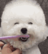 萌宠 狗狗 吃东西 呆萌 可爱