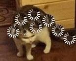 萌宠 猫咪 思考 呆萌 可爱