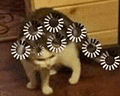 萌宠 猫咪 思考 呆萌 可爱