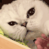 萌宠 猫咪 眨眼 呆萌 可爱