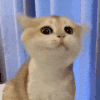 萌宠 猫咪 摇头 呆萌 可爱