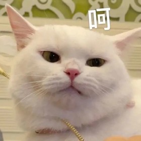 萌宠 猫 呵呵 生气 呆萌 可爱