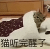 萌宠 猫咪 猫听完醒了 呆萌 可爱
