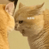 萌宠 猫咪 嗨害嗨 呆萌 可爱
