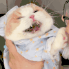 萌宠 猫咪 想吃 呆萌 可爱