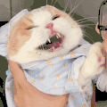 萌宠 猫咪 想吃 呆萌 可爱
