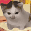萌宠 猫咪 生气 呆萌 可爱