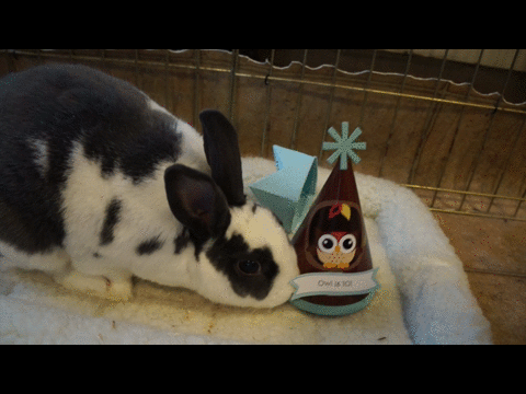 兔子可爱玩具啃咬gif动图