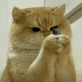 萌宠 猫咪 手机 呆萌 可爱