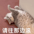 萌宠 猫咪 请往那边滚 呆萌 可爱