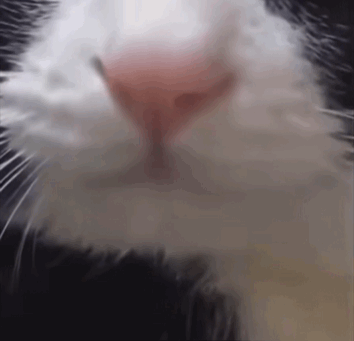 猫咪 怼脸 沙雕 搞笑 逗