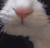 猫咪 怼脸 沙雕 搞笑 逗