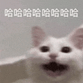 萌宠 猫咪 哈哈哈哈哈哈 呆萌 可爱