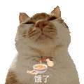 萌宠 猫咪 饿了 呆萌 可爱
