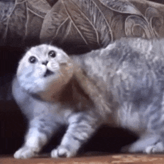 萌宠 猫咪 好奇 呆萌 可爱
