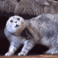 萌宠 猫咪 好奇 呆萌 可爱