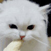 萌宠 猫咪 吃手 呆萌 可爱