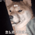 萌宠 狗狗 怎么还不回消息 呆萌 可爱