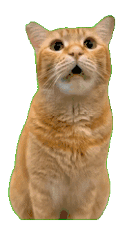 萌宠 猫咪 喵 呆萌 可爱