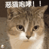 萌宠 猫咪 恶猫咆哮 呆萌 可爱