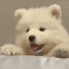 萌宠 狗狗 看 呆萌 可爱