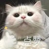 萌宠 猫星人 点赞 棒棒的 搞怪 呆萌
