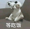 萌宠 猫星人 等吃饭 饿了 搞怪 呆萌