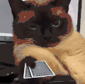 萌宠 猫咪 打牌 呆萌 可爱