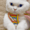萌宠 猫咪 诱惑 呆萌 可爱