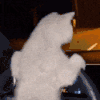 萌宠 猫咪 开车 呆萌 可爱