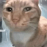 萌宠 猫咪 盯 呆萌 可爱