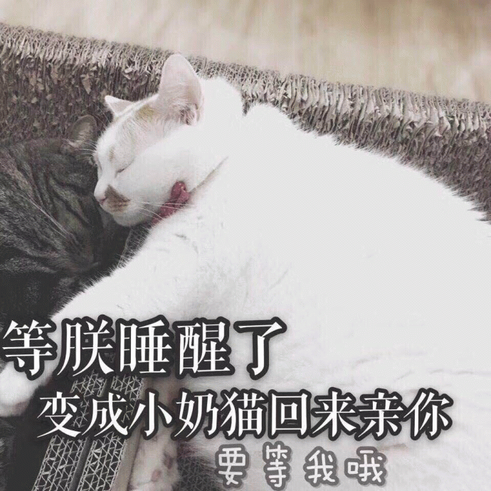 猫咪