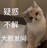 萌宠 猫咪 疑惑不解大胆发问 呆萌 可爱