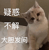 萌宠 猫咪 疑惑不解大胆发问 呆萌 可爱