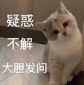 萌宠 猫咪 疑惑不解大胆发问 呆萌 可爱