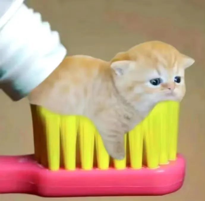 猫咪 牙膏猫咪 可爱 搞笑