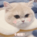 萌宠 猫咪 干嘛哦 呆萌 可爱
