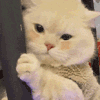 萌宠 猫咪 害羞 呆萌 可爱